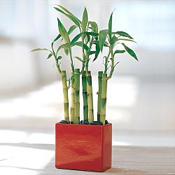 Lucky Bamboo sans melegi iegi  Sinop iek gnderme 